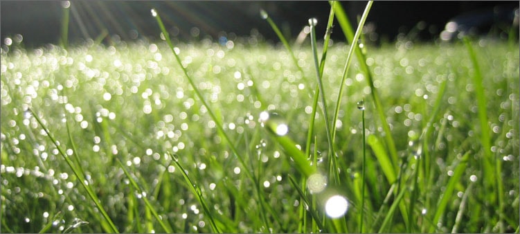 роса-на-траве