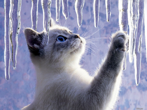 Народные приметы на март 2015