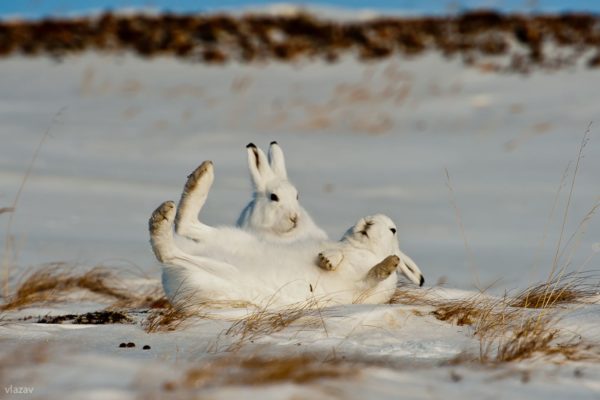 Два белых зайца