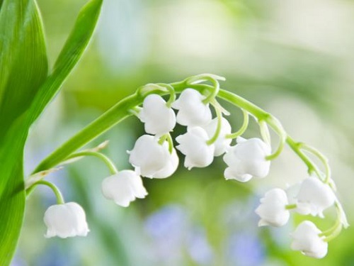 Народные приметы на май 2020 года