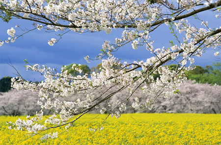 Народные приметы на май на каждый день