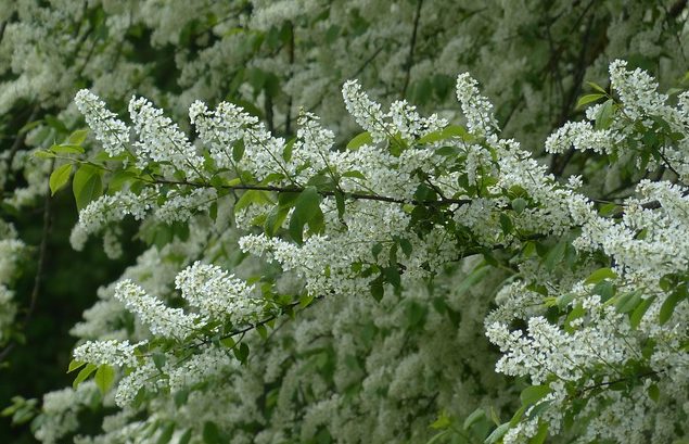 Народные приметы мая