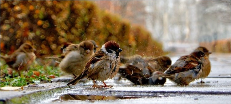 воробьи-купаются