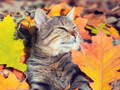 Народные приметы на октябрь 2020 года