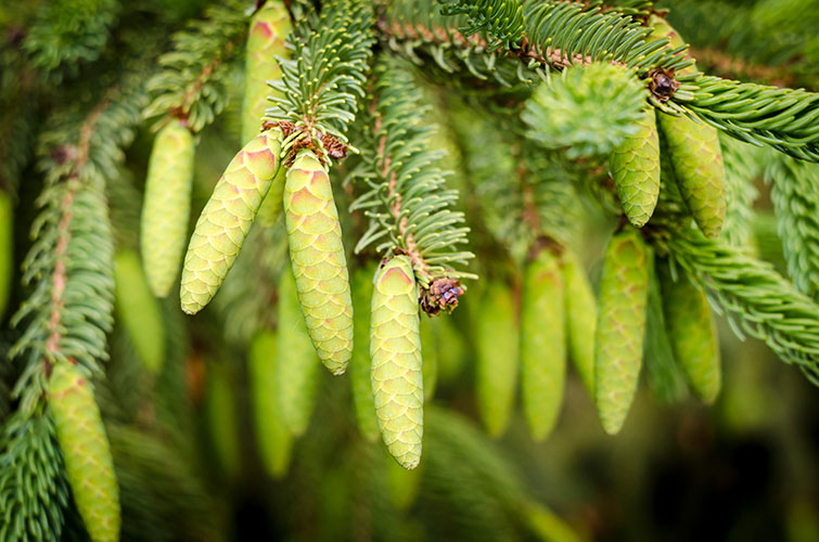Молодые зеленые шишки на ветках ели