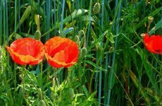 народные приметы на сегодняшний день по погоде