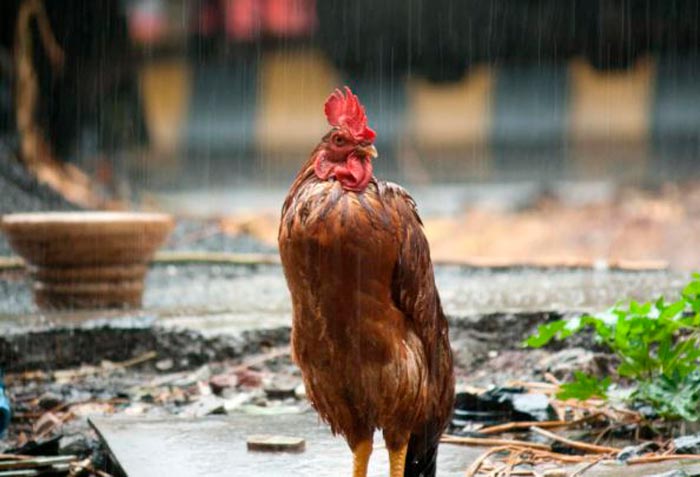 петух под дождем