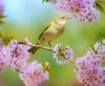 приметы про весну