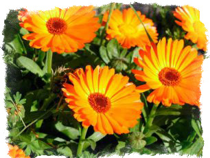 приметы с помощью которых можно предсказывать погоду