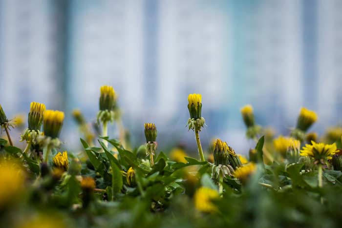 одуванчики