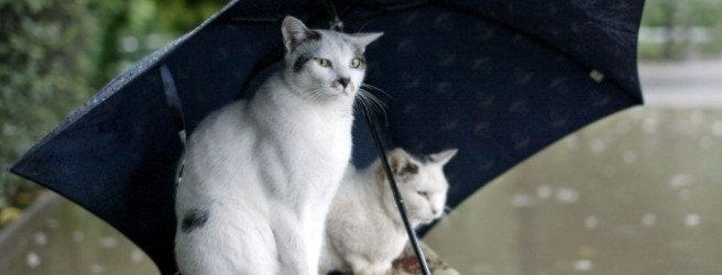 Народные приметы о погоде по животным