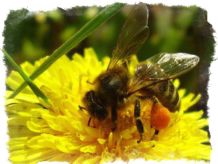 старинные приметы предсказания погоды