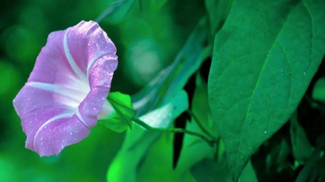 Вьюнок после дождя