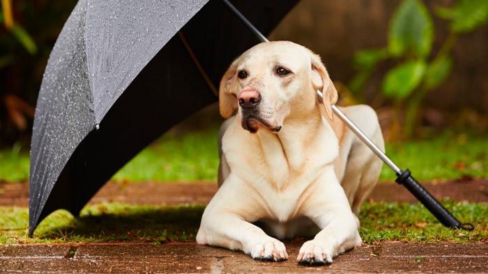 собака с зонтиком