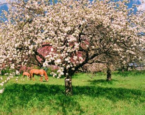 Яблони в цвету