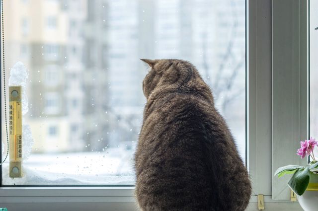 Приметы на основе наблюдений за животными. Приметы про погоду, которые определяют по животным