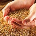 Предпосевная подготовка семян