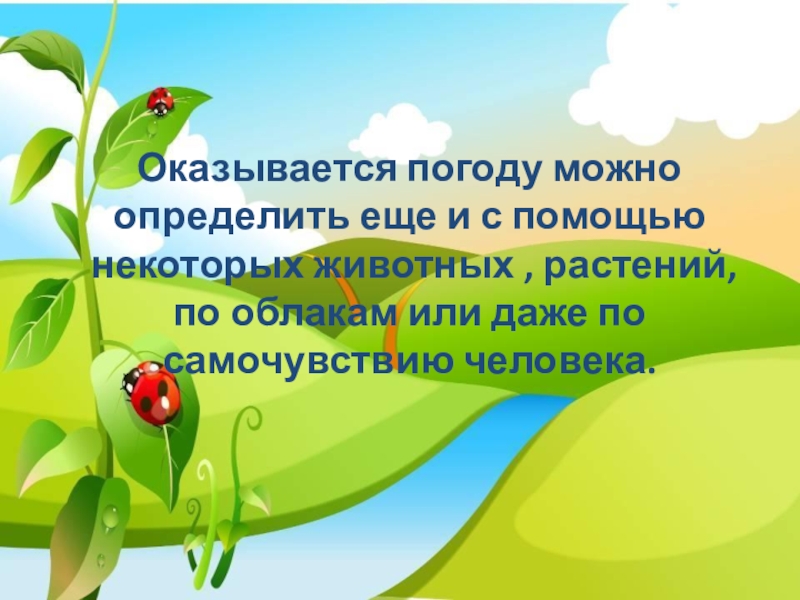 Оказывается погоду можно определить еще и с помощью