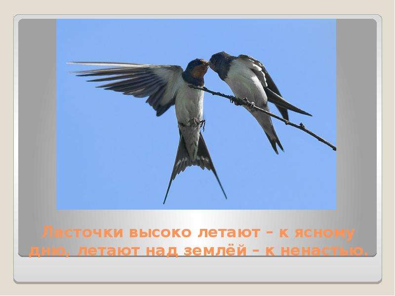 Народные приметы, с помощью которых можно предсказать погоду, слайд №6