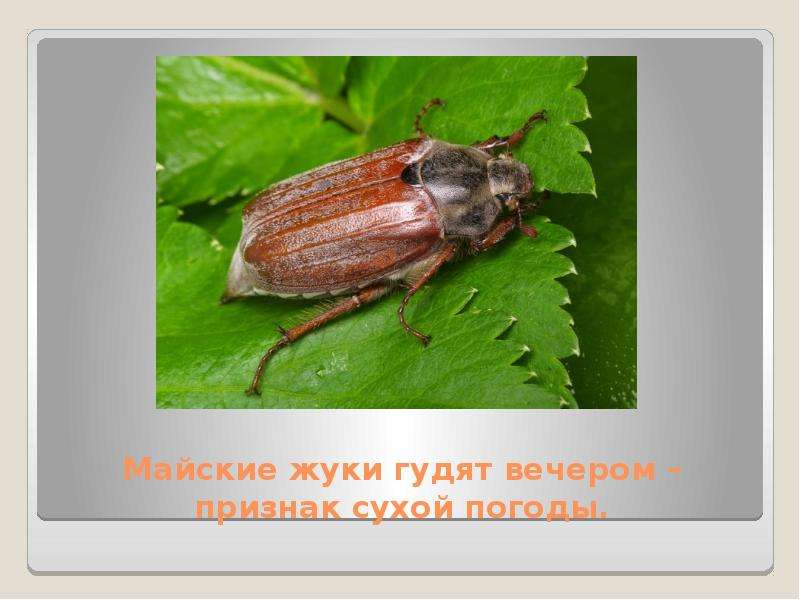 Народные приметы, с помощью которых можно предсказать погоду, слайд №12