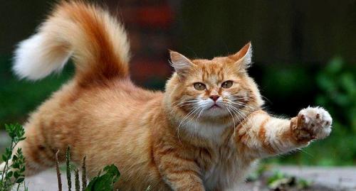 Народные приметы за поведением животных о погоде. Другие животные 02