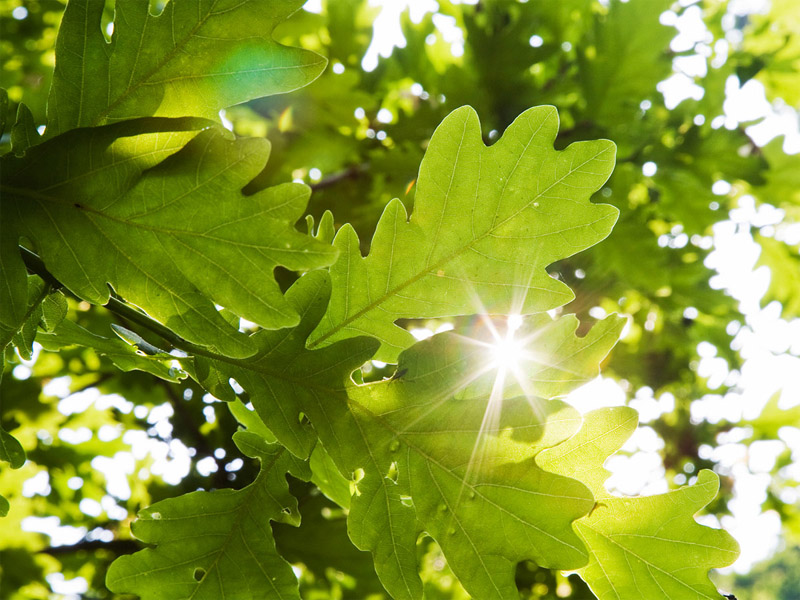 народные приметы о солнце