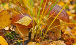 Народные приметы про осень