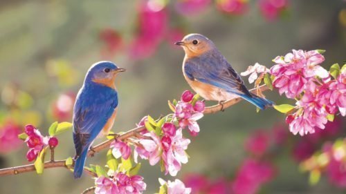 приметы народные про птиц