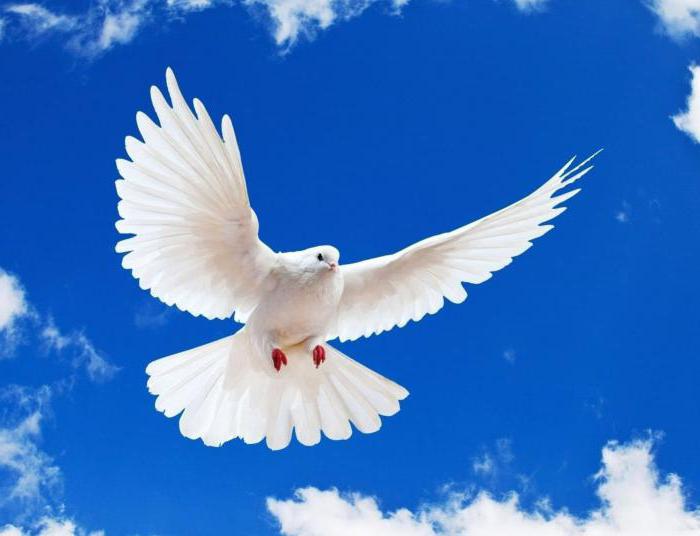 народные приметы про птиц о погоде