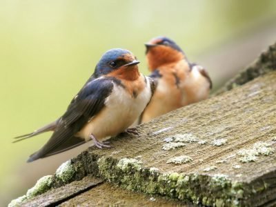 приметы народные про птиц