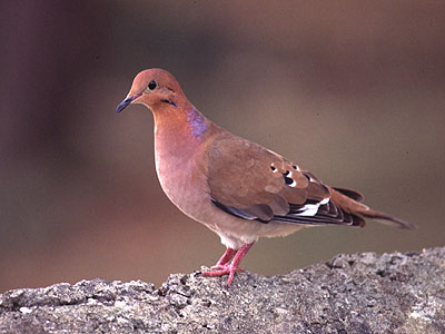 Примета птица села на подоконник