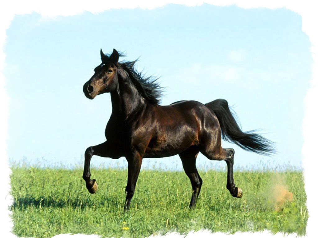 Приметы о природе волшебство животных и растений