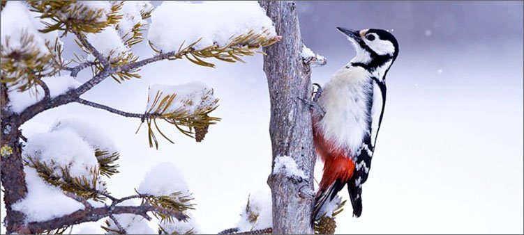 дятел-на-дереве