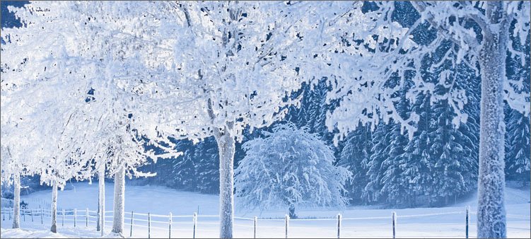 все-деревья-в-инее