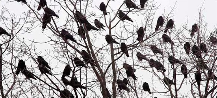 вороны-сидят-на-деревьях