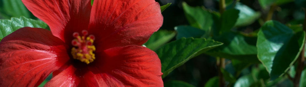 Красный цветок