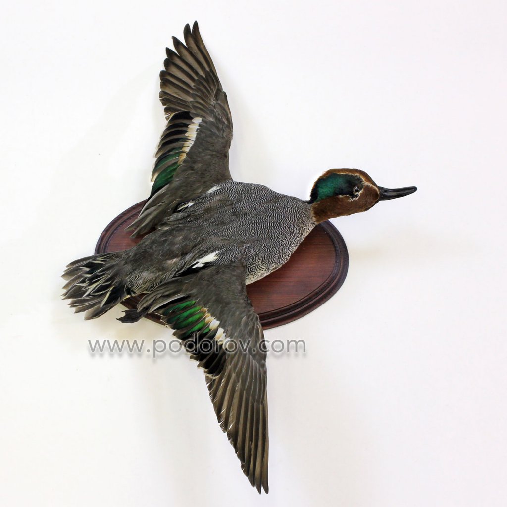 чучело чирок свистунок