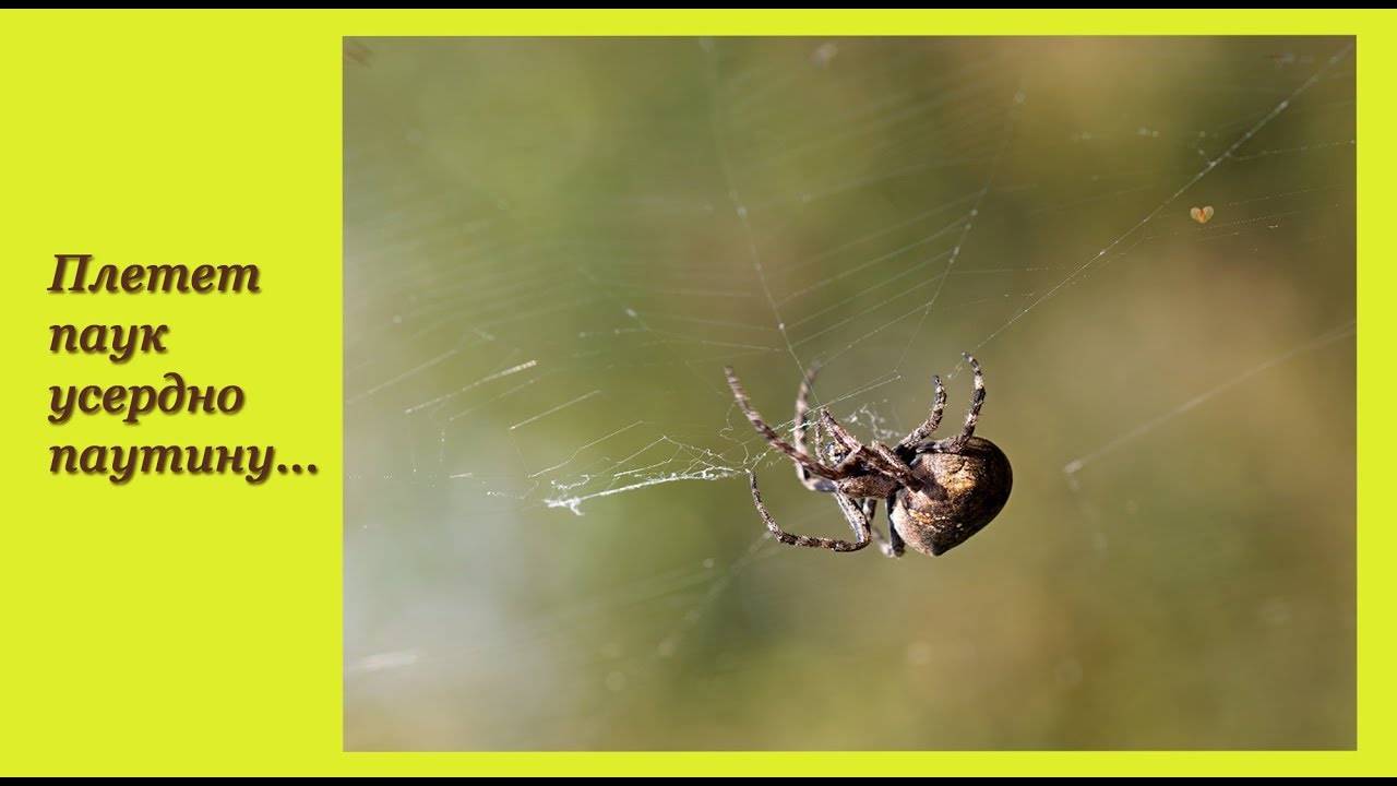 Пауки в доме: подробное толкование приметы