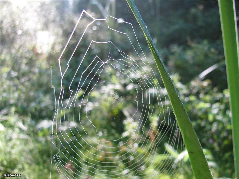 Паутина – все приметы, связанные с паучьей сетью. блог "магия биологии" почему осенью летает паутина