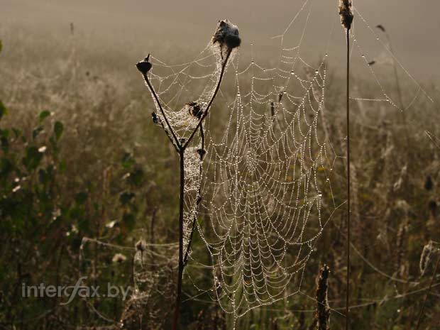 Как паук плетет паутину? где образуется и как используется пауком паутина