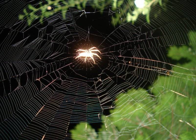 Примета: паук в доме – это хорошо или плохо, почему нельзя убивать пауков дома? к чему в доме появляются пауки, много пауков и паутины: народные приметы и суеверия. к чему паук ползет по человеку: по телу, одежде, правой, левой руке, плече, ноге?