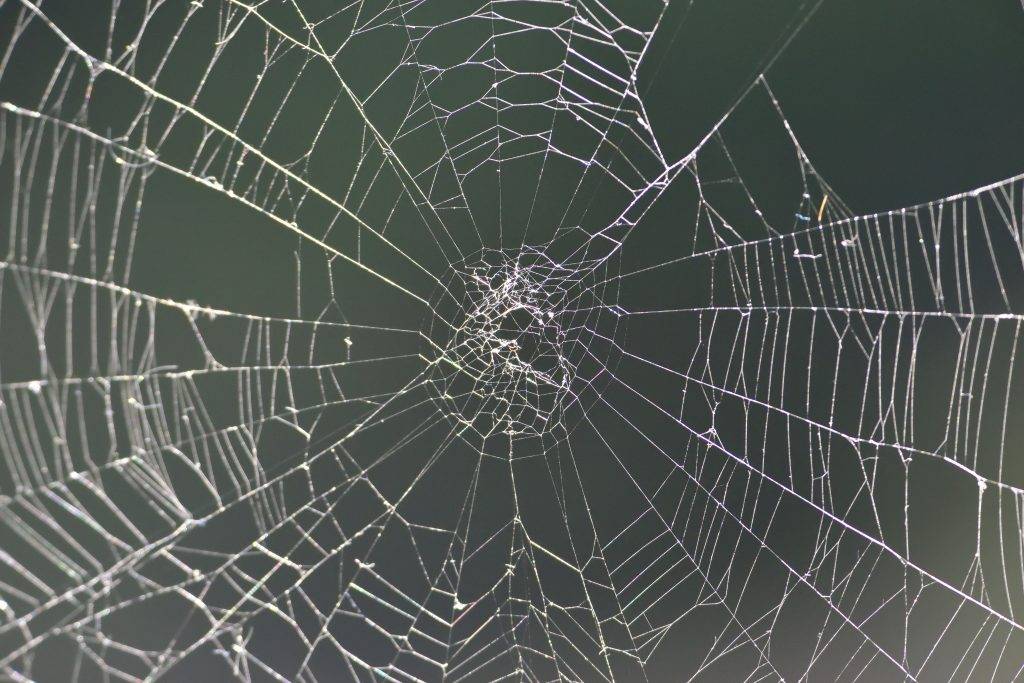 Паутина – приметы, поверья и суеверия про паучью сеть