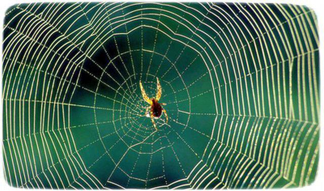 Время, когда летает паутина. паутина – все приметы, связанные с паучьей сетью почему летает паутинка осенью