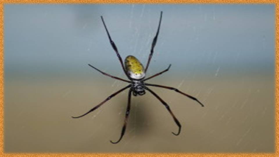 Паутина – народные приметы