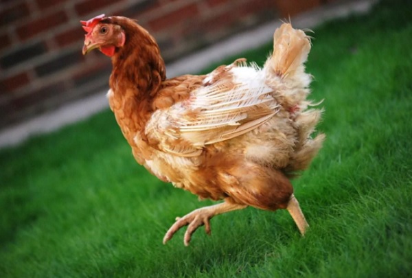 Линька у кур