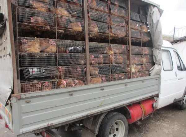 Транспортировка кур