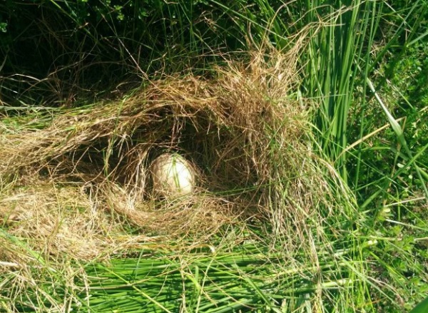 Яйцо в траве