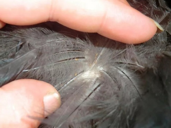 Пероеды у кур