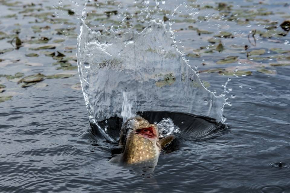 Какая погода лучше для рыбалки