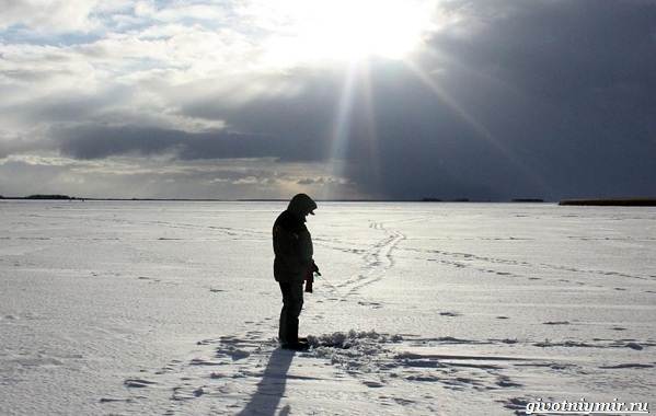 Погода-для-рыбалки-Как-влияет-и-в-какую-лучше-идти-на-рыбалку-7